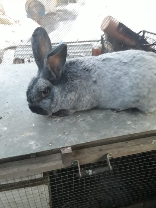 Кролики  на развод