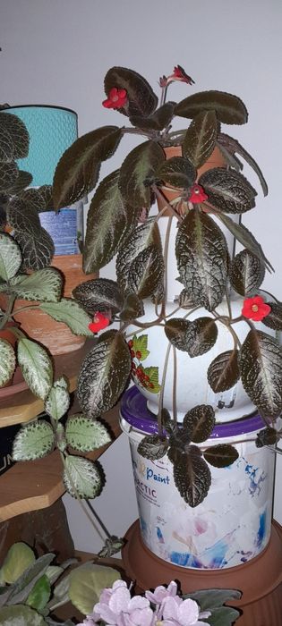 Комнатые цветочки