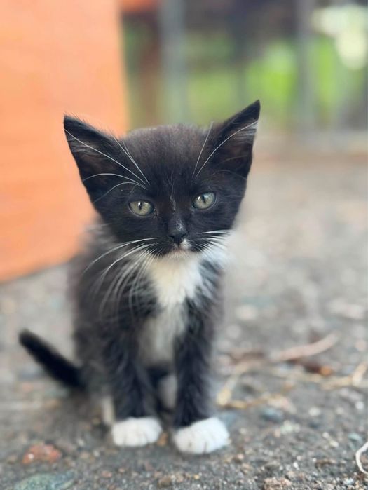 Котята 2 мес ищут дом