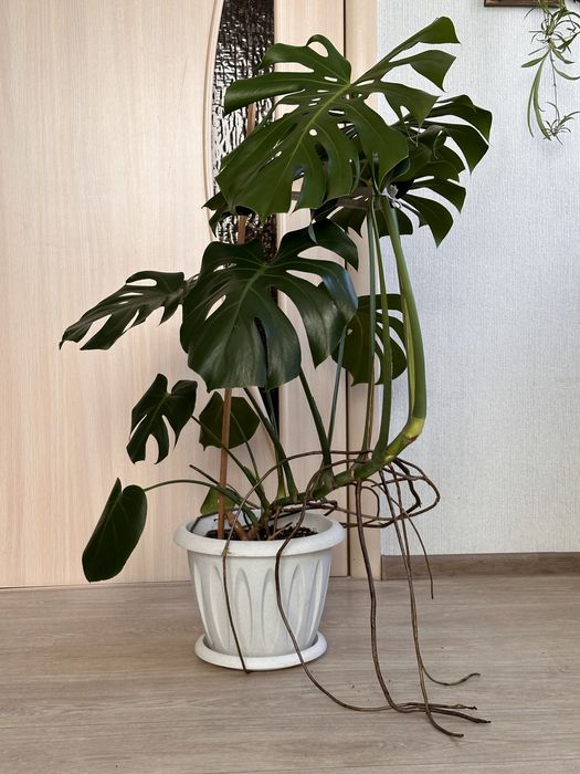 Продам монстеру 2шт