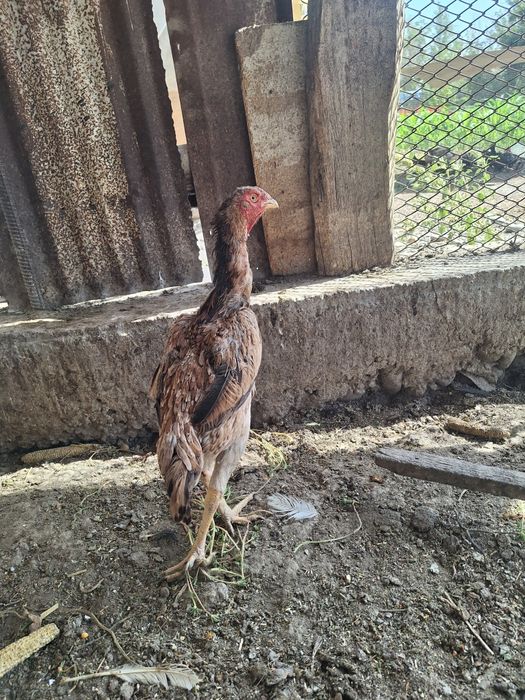 Dakan tovuq sotiladi