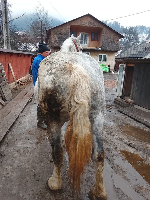 Iapa 9 ani gestanta .