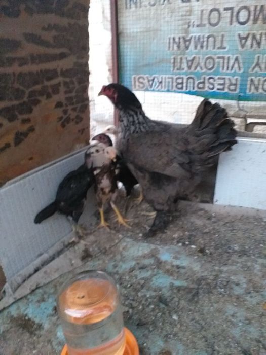 5 та дакан жужа онаси билан бирга сотилади. 800.000 сум келишамиз