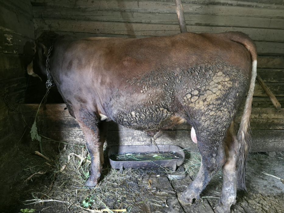 De vânzare taur pentru abator