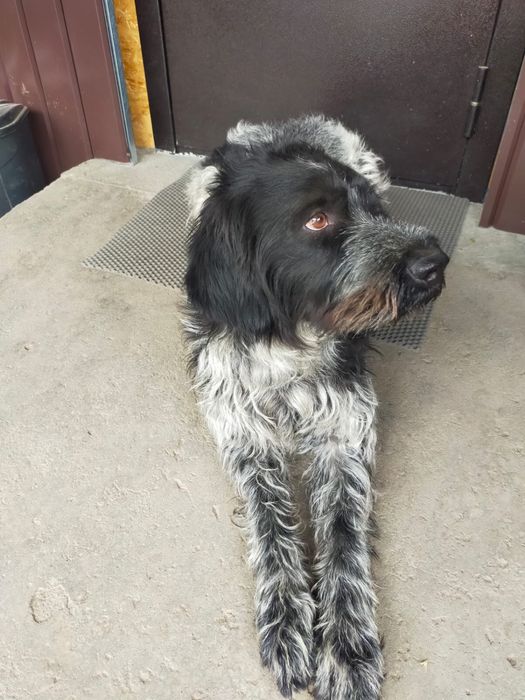 Кабель для случки Дратхар