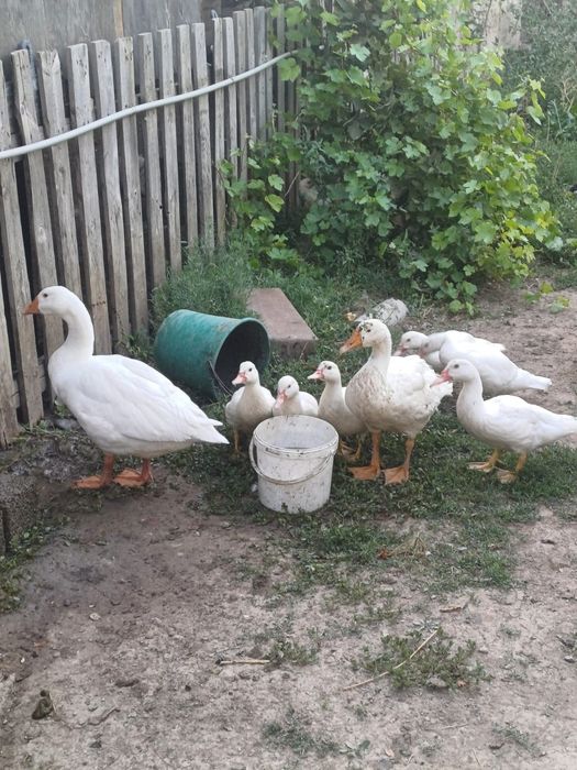 Гуси индоутки продаётся.