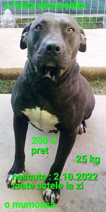 Amstaff o fetita deosebita Blue