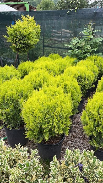 Vindem diferite specii de plante globulare