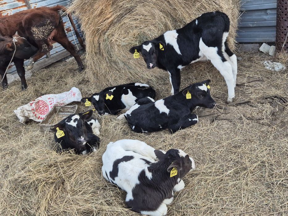 Продам телята  бычков.чистый 12 дней