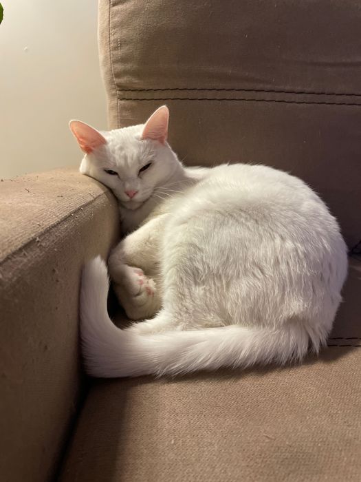 Пропала белая кошка, Фидокор