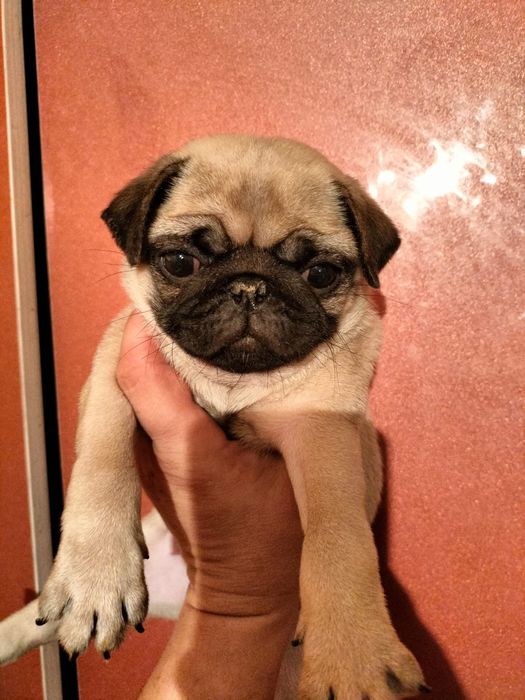 Продам щенков мопса.