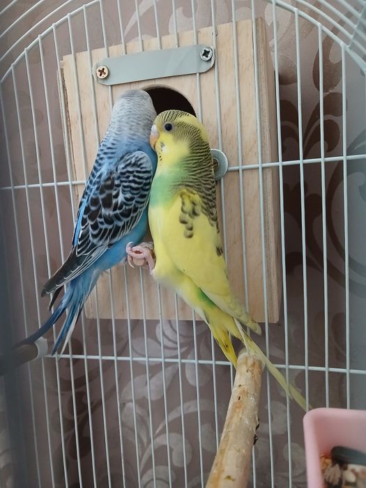 Продам 2-х попугаев