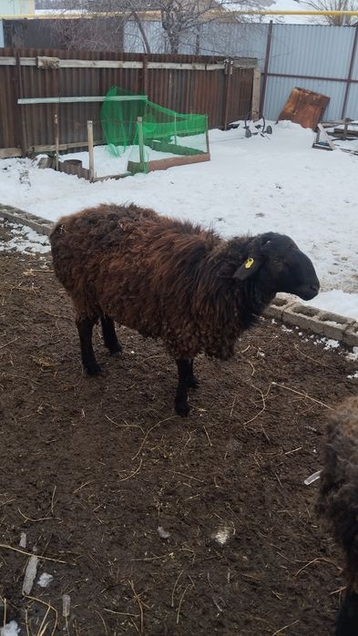 Продам кошкар и барануху.