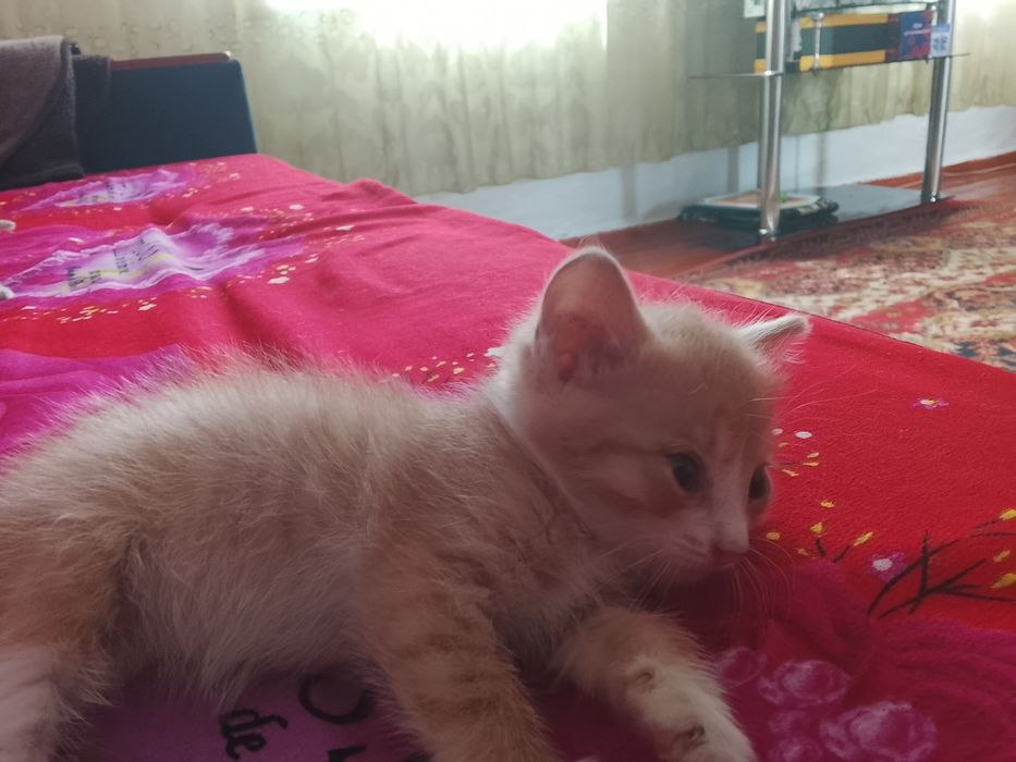 Отдам котенка девочка.