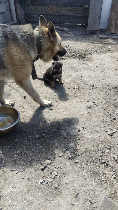 Продам породистого щенка