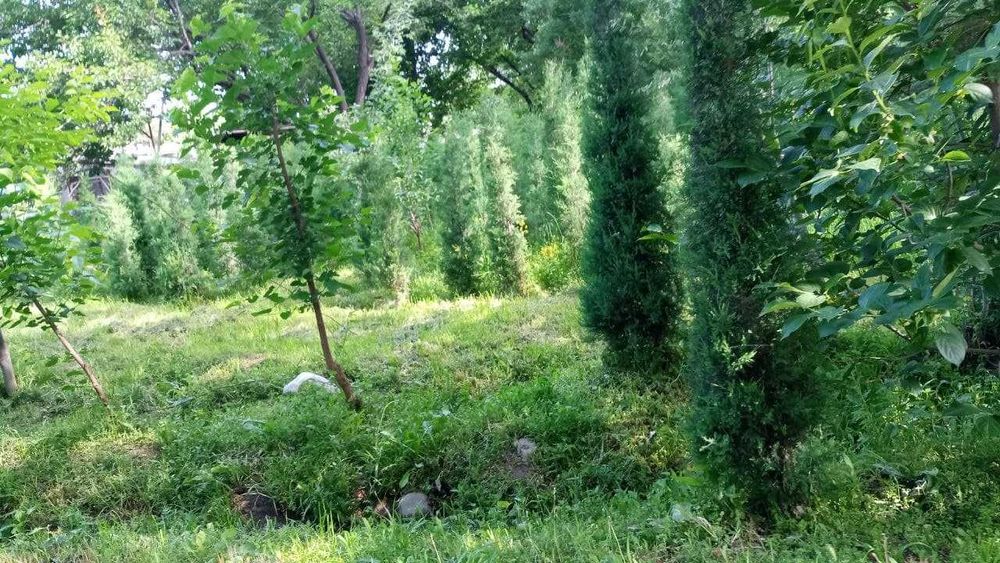 АРЧА можжевельник ОПТОМ