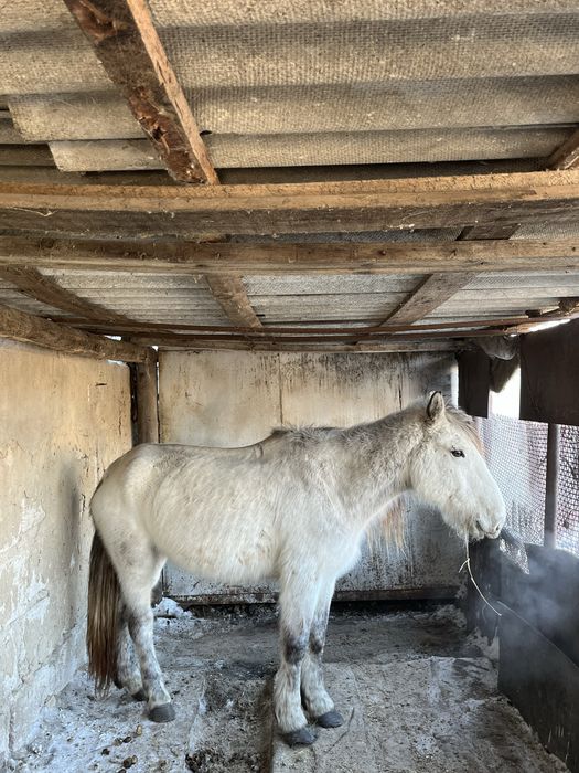 Продам или обмен кобыла на хорошего жеребчика