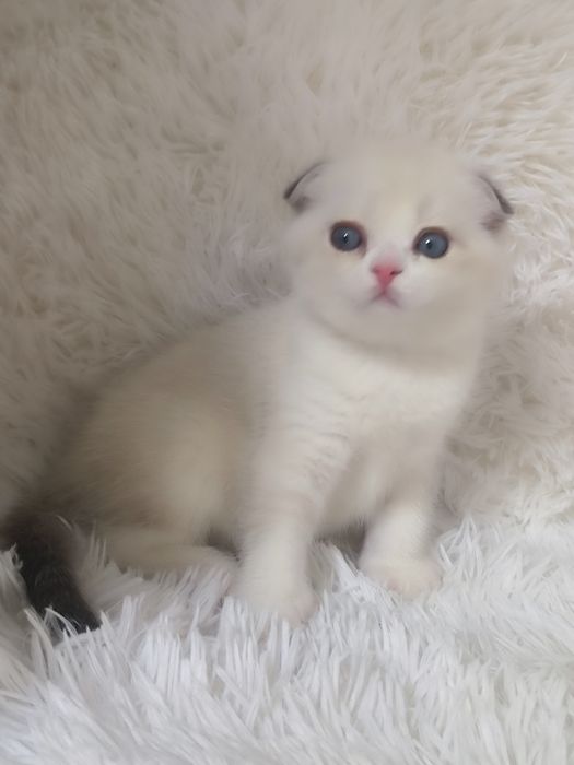 Котята чистокровные