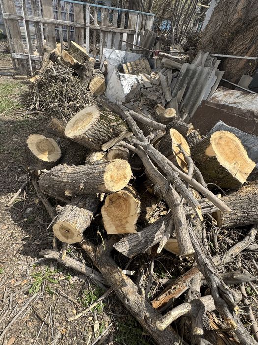 Продам ДРОВА клен