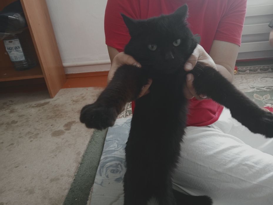 Срочна адам хароши руку кошку