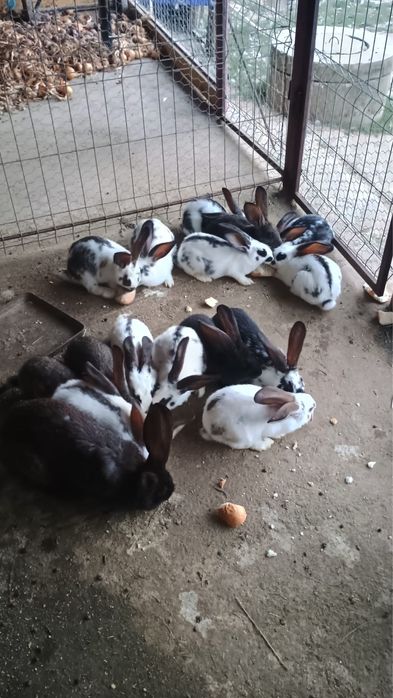 Vand iepurasi mici