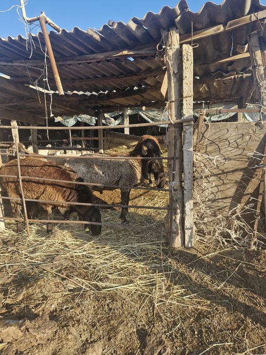 Қошкарлар екі жарым жас