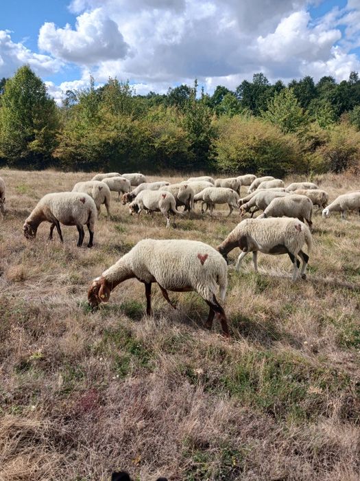Продавам овце,мъжки шилета, кочове