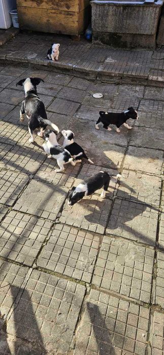 Подаряват се малки, сладки кученца, които са родени на 21 ноември.