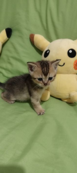 Продам котят Скоттиш Страйт фолд