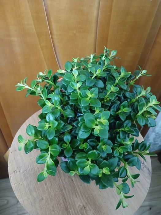 Антуриум комнатные цветы