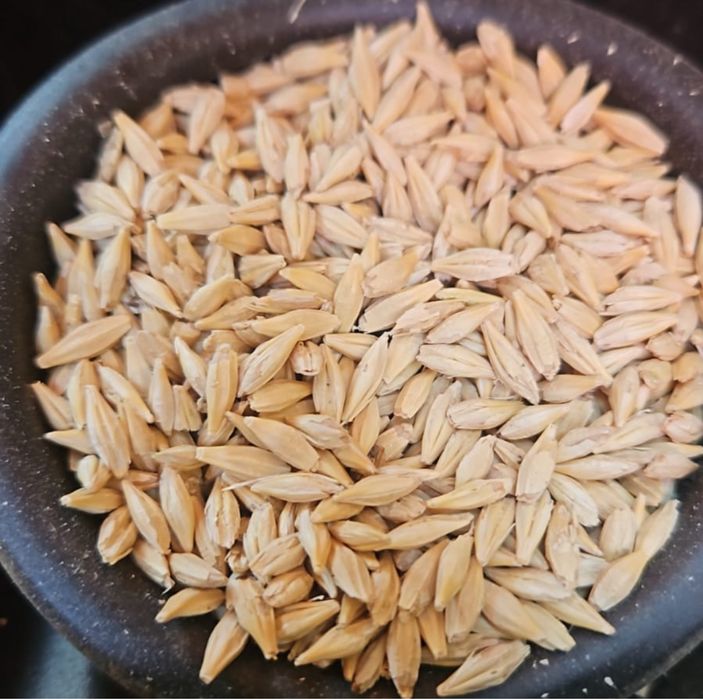 Продам ячмень в г Астана