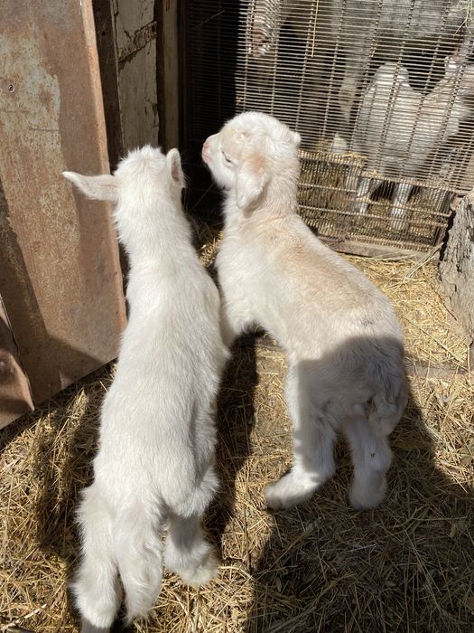 Заанен лақтар сатылады