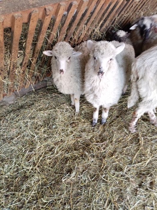 Miei de vinzare trei miele și un berbecut