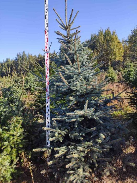 Ели туи из России