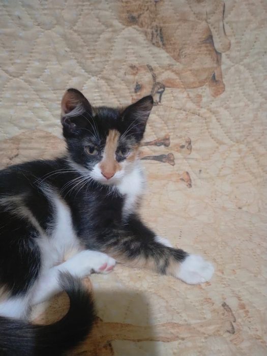 Отдам котят даром
