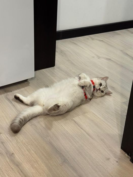 Кошечка ждёт своего принца