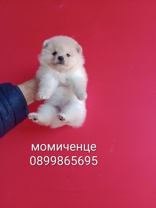 Померани. Момченца и момиченца. Померан. Реални снимки!