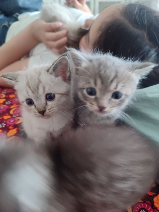 Срочно продается котяты!