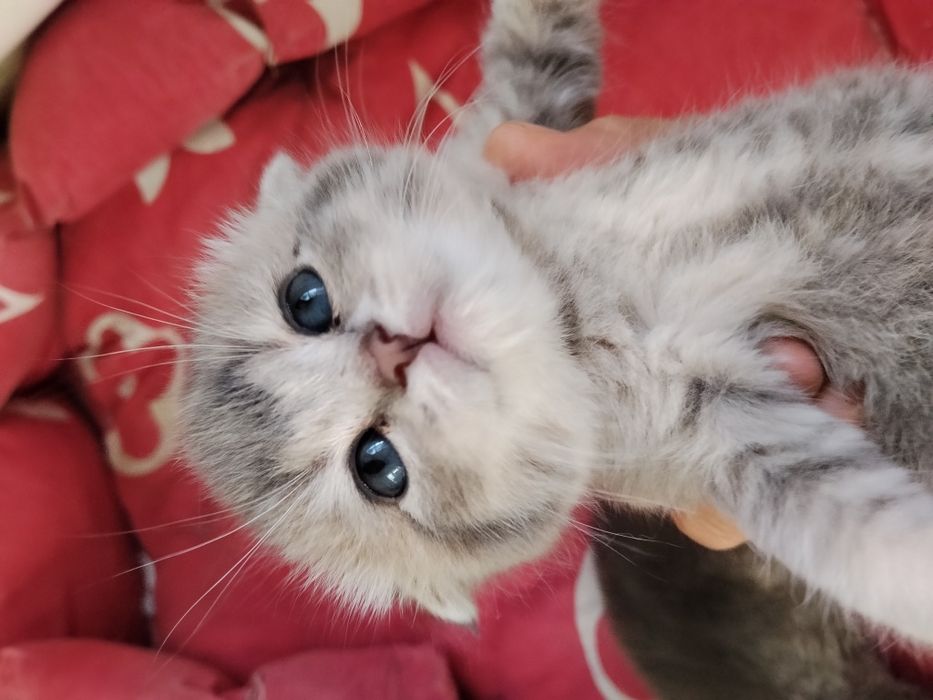 Срочно Продаётся котят