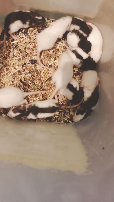 крысы  разного цвета