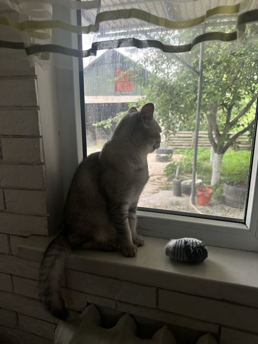 продам Шиншилла кошка