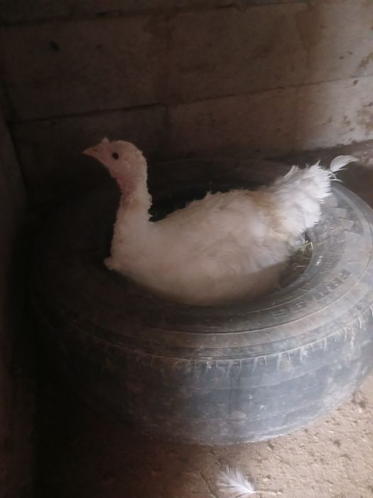 Продам индуков 50 штук обмен