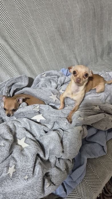 Кобель Чихуахуа!!!