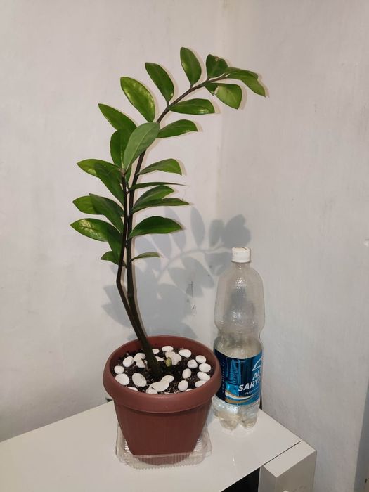 Доллар и другие цветы