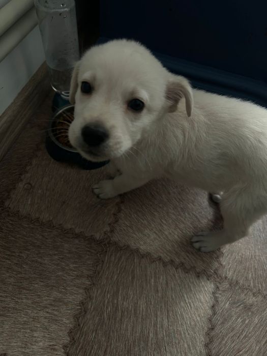 Лабродор Ретривер, щенок (5 месяцев),