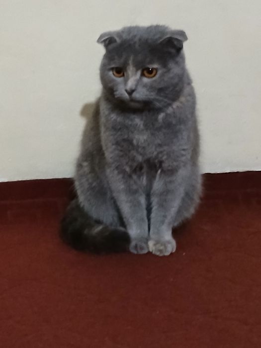 Skotch ayol  mushugi sotiladi