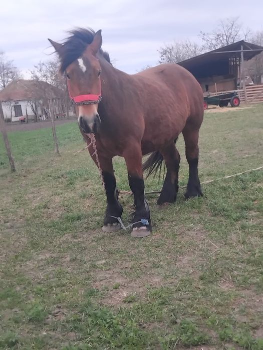 Vând două iepe Ardeneze