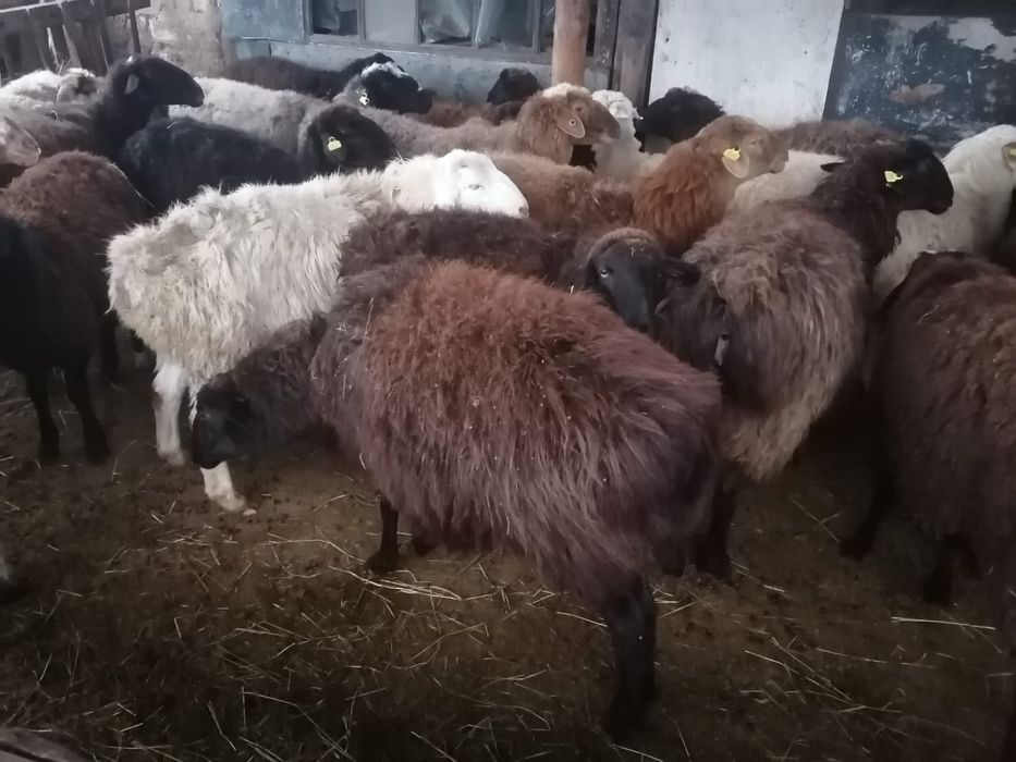Продам баран токты ОПТОМ