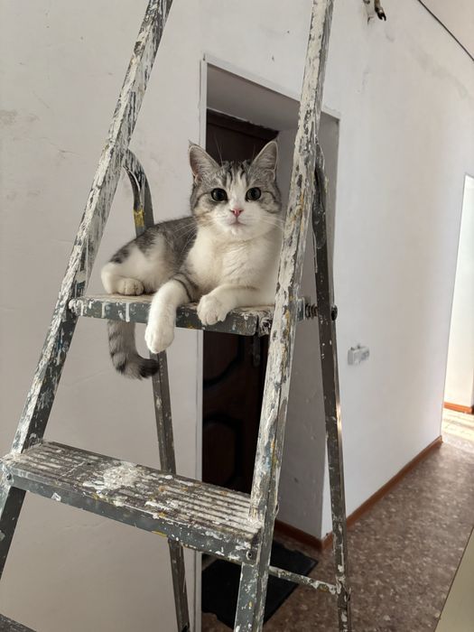 Кошку в добрые руки