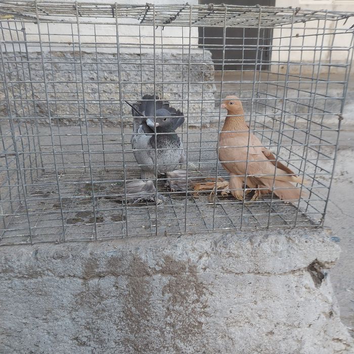 Челкар голубка лохманоги